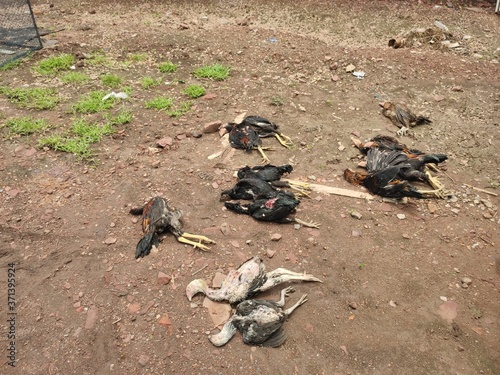 Dead chicken in the yard    
