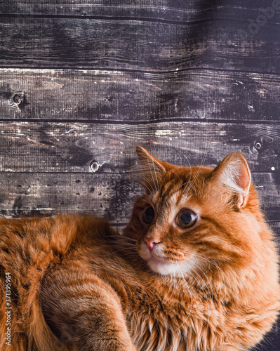 Ginger cat lies on wooden background