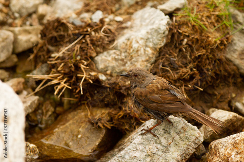 Dunnock, Prunella modularis, small bird on the lose, Pyrenees, Spain photo