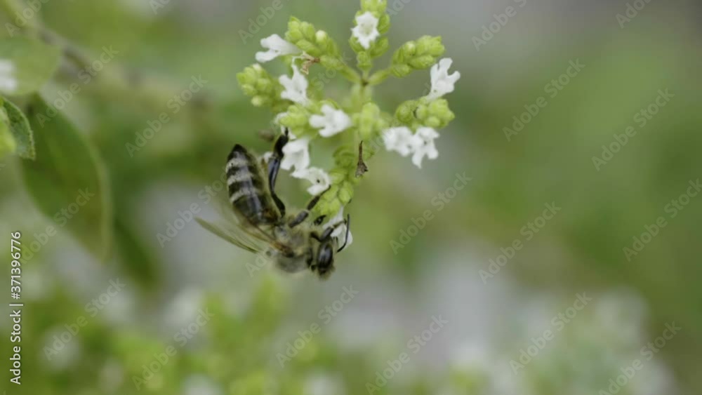 Close up of one honey bee flying around honeysuckle flowers bee collecting nectar pollen on spring sunny day slow motion Close up of one honey bee flying around honeysuckle flowers bee collecting nectar pollen on spring sunny day slow motion