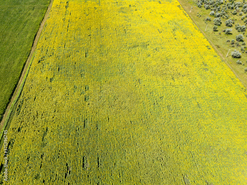 Aerial drone view. Sunflower field in Ukraine