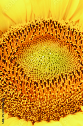 Sunflower blooms natural background close-up. Yellow texture