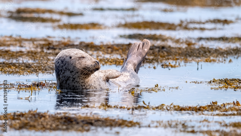 Fototapeta premium Common seal (harbour seal) sun bathing with his eyes closed in shallow water surrounded by seaweed in a calm ocean
