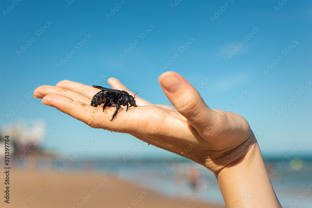 Obraz premium Hand shows a female carpenter bee rescued from the sea, Recife, Brazil