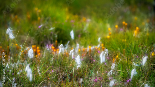 Fotografie Bog cotton and bog asphodel in a Scottish moorland bog