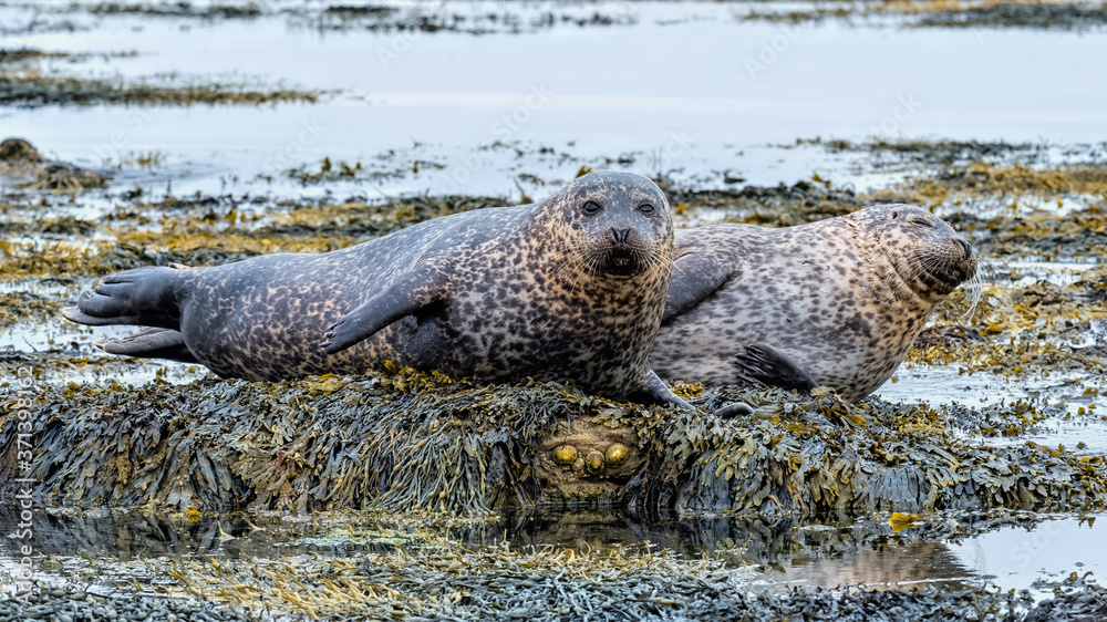 Fototapeta premium Two common seals (harbour seals) resting on a rock together