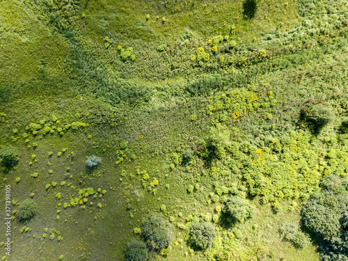 Ukrainian green meadow in summer. Aerial shot.