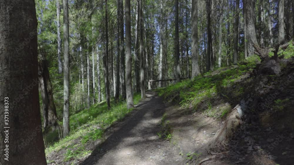 Walk along the path in the spring forest Walk along the path in the spring forest