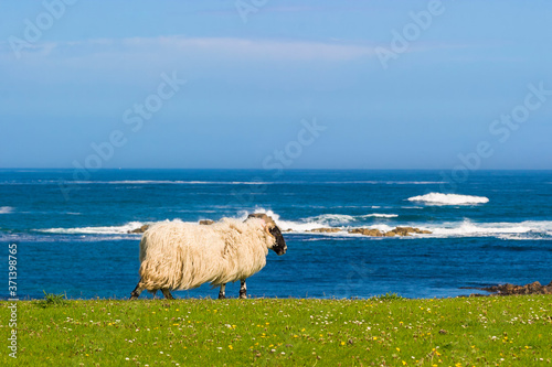 Sheep ram in a meadow by the sea on the coast in Scoland photo