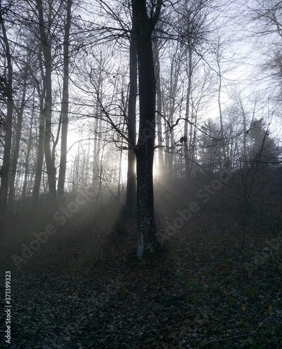 morning in the forest