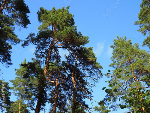 crown of pine trees in the forest on a Sunny summer day