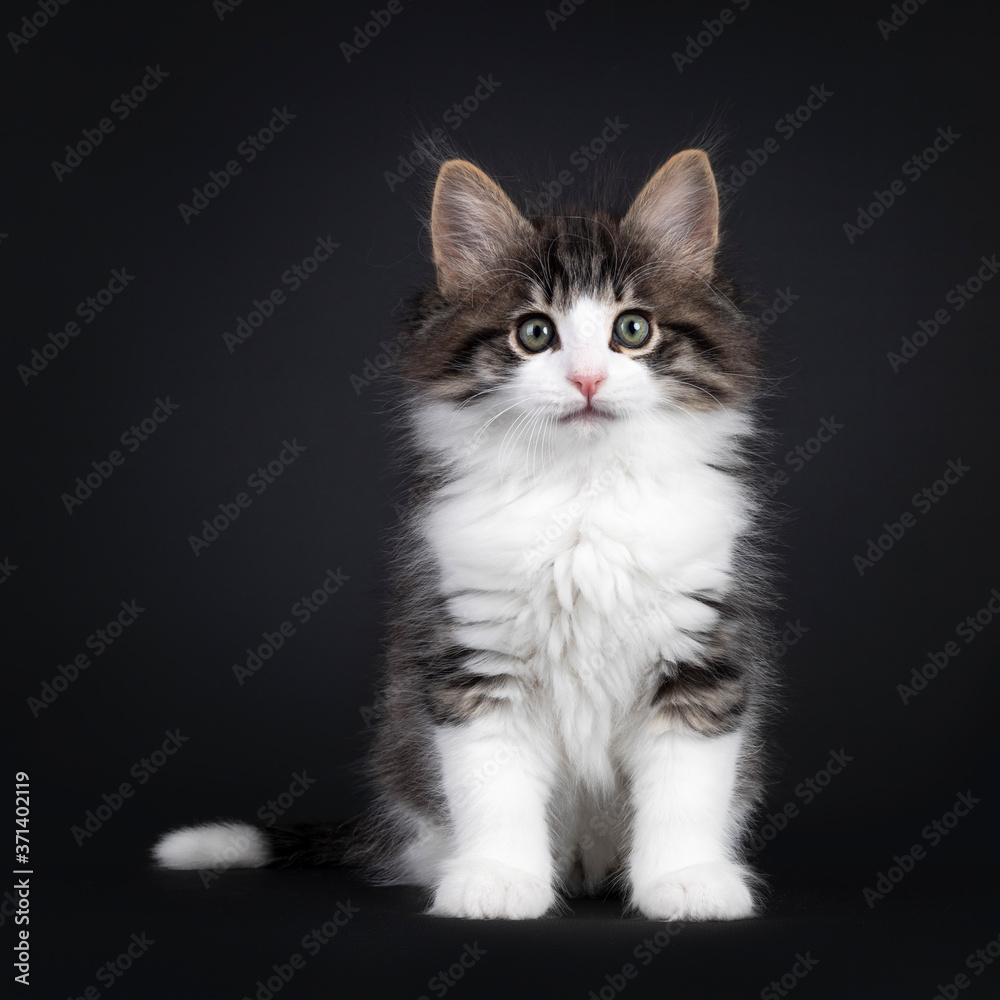 Expressive black tabby blotched with white Norwegian Forestcat kitten, sitting facing front. Looking curious to camera with greenisch eyes. Isolated on a black background.