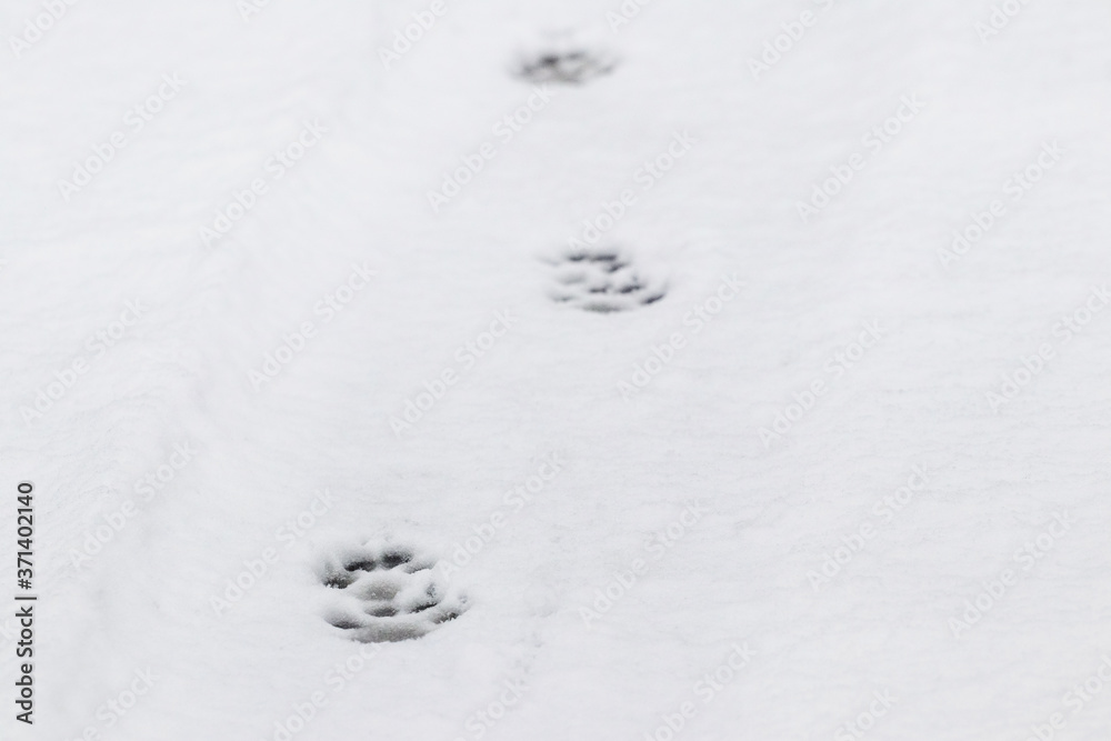 Dog tracks in the snow go into the distance Dog tracks in the snow go into the distance