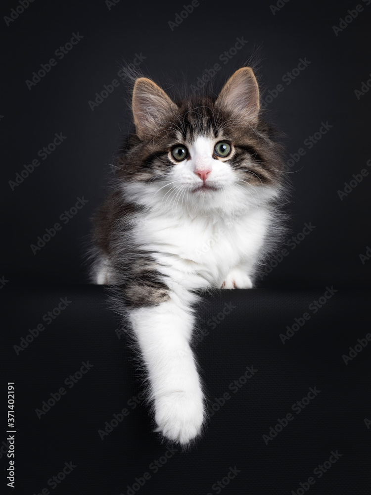 Expressive black tabby blotched with white Norwegian Forestcat kitten, laying down facing front. Looking curious to camera with greenisch eyes. Isolated on a black background. One paw hanging relaxed 
