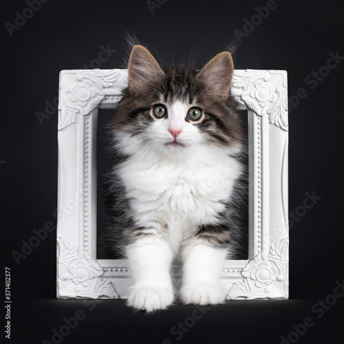 Expressive black tabby blotched with white Norwegian Forestcat kitten, standing through photo frame. Looking curious to camera with greenisch eyes. Isolated on a black background. photo