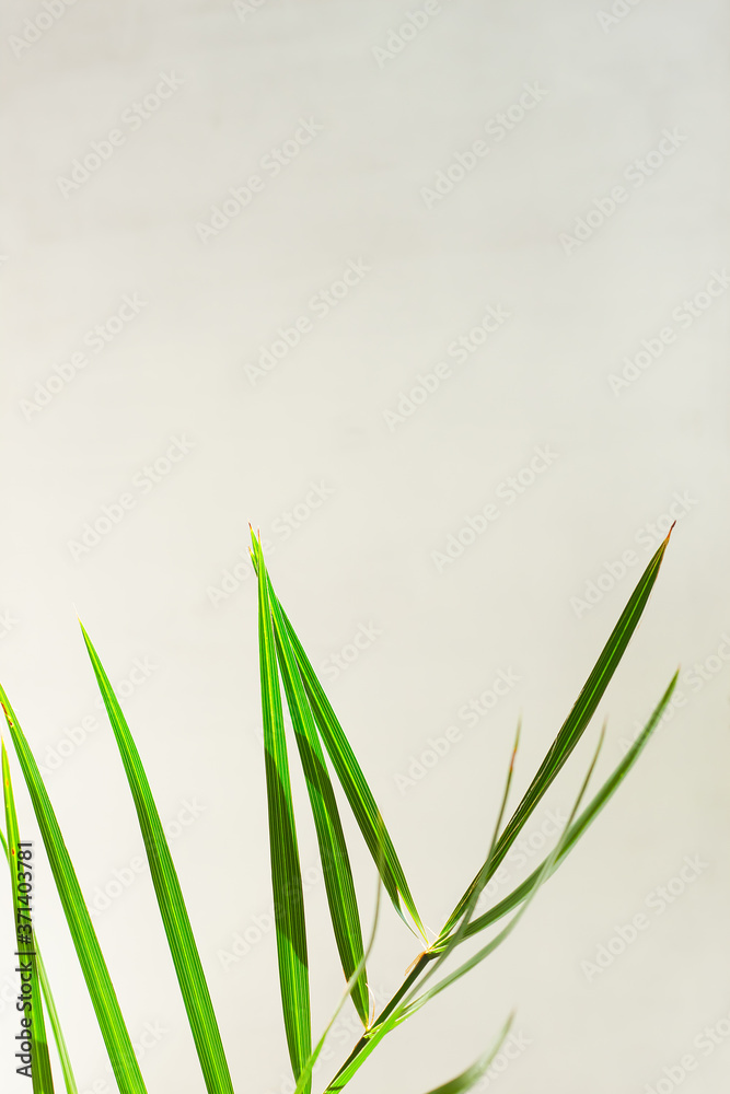 Fototapeta premium Palm leaves template, tropical summer background with a space for text