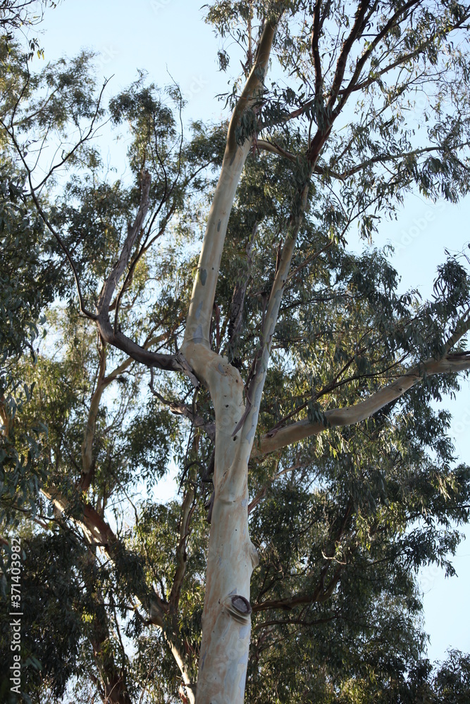 Fototapeta premium albero,tronco,corteccia,bosco