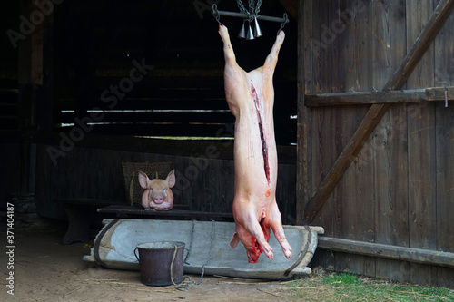 Принти на полотні Pig slaughter (zabijacka), traditional feast event in Czech Republic, belly cut