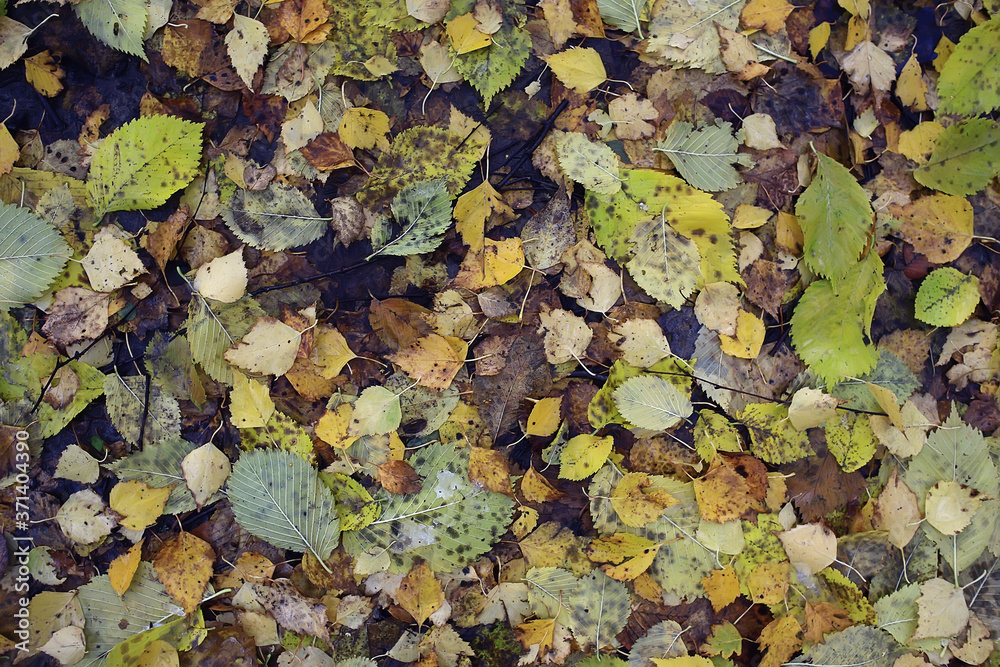 fallen leaves autumn abstract background, yellow leaves, october in the park, seasonal design fallen leaves autumn abstract background, yellow leaves, october in the park, seasonal design