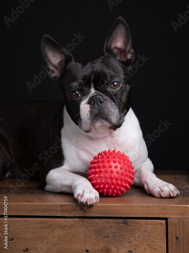 Boston Terrier with red toy ball