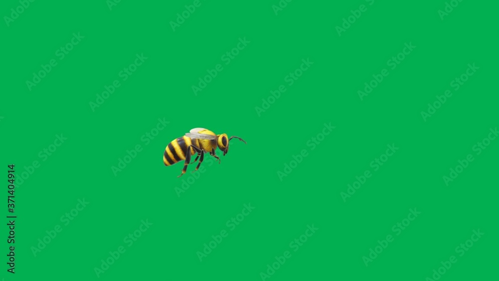 Flying honey bee motion graphics with green screen background