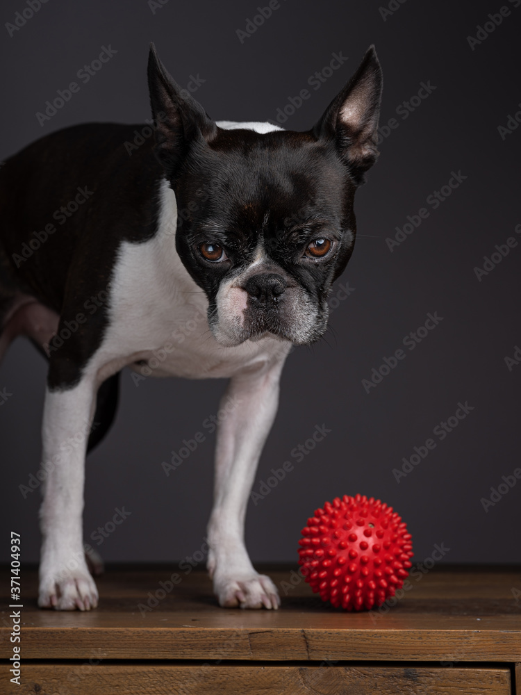 Boston Terrier with red toy ball