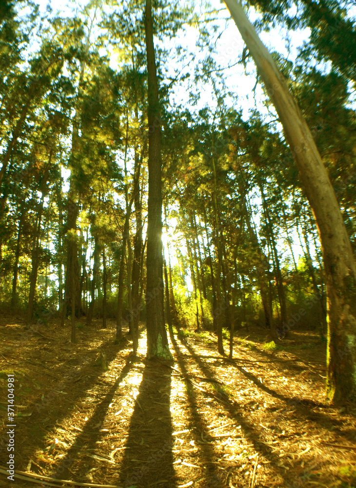 forests, trees and pines of southern Chile
forests, trees and pines of southern Chile