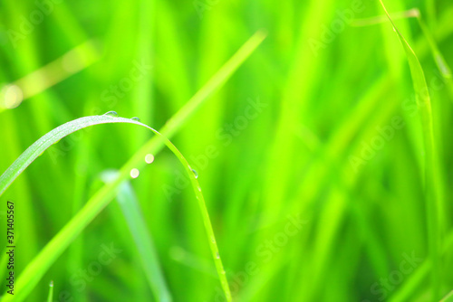 grass with dew drops