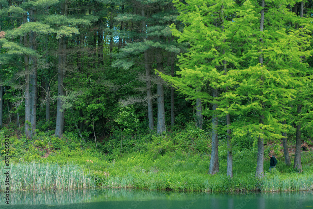 Fototapeta premium Azure lake in the middle of the forest