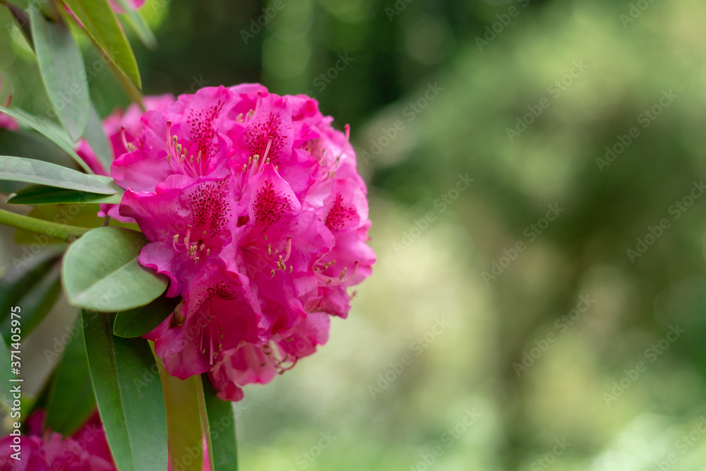 Obraz premium Azalea blooming in the garden