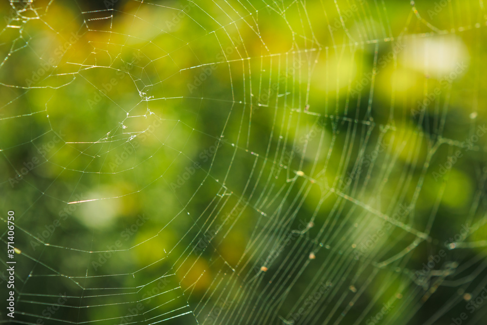 Naklejka premium くもの巣 素材 