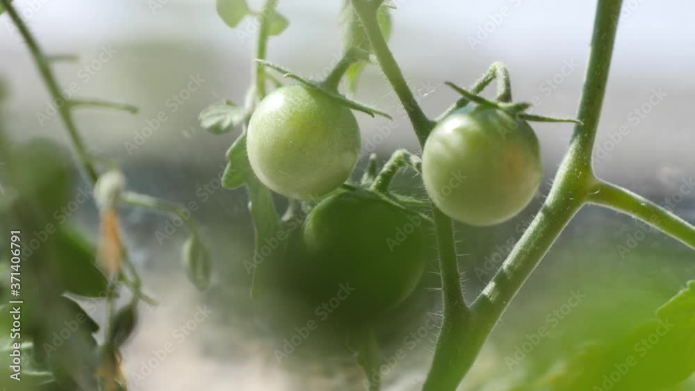 Close up shot of green cherry tomatoes,growing in greenhouse of garden Close up shot of green cherry tomatoes,growing in greenhouse of garden