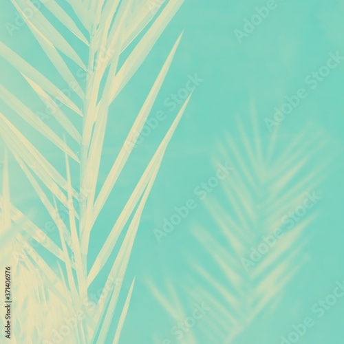 Pale yellow date palm leaves on a light aquamarine background