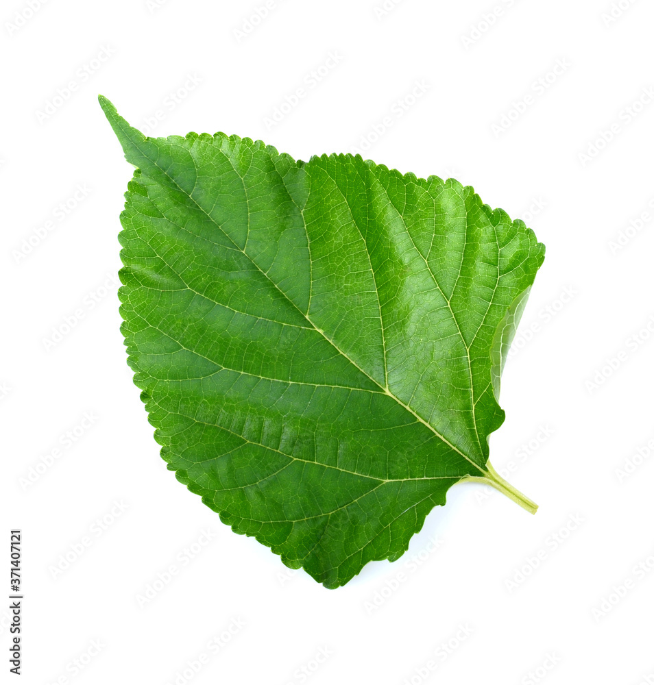 Fototapeta premium Mulberry leaf on white background.