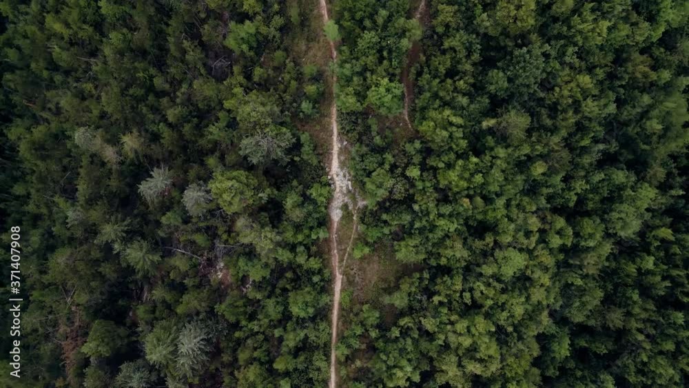 Aerial top down in forest.
Cinematic drone shot flying over gravel road in pine tree forest