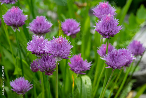 Schnittlauchblüte