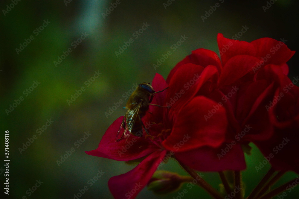 bee on red flower