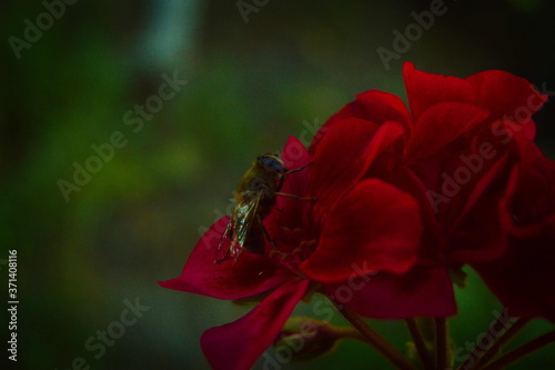 bee on red flower