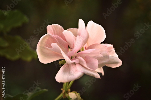 pink magnolia flower