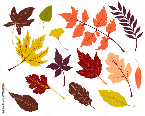 Set of vector autumn bright leaves. Collection of maple  oak and other leaves  