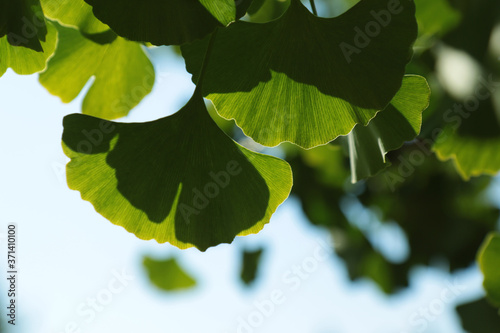 Foglie verdi di ginkgo biloba in una assolata giornata estiva, dettagli in primo piano photo