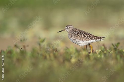 Wood sandpiper in morning