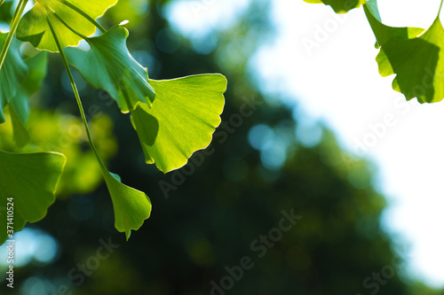 Foglie verdi di ginkgo biloba in una assolata giornata estiva, dettagli in primo piano photo