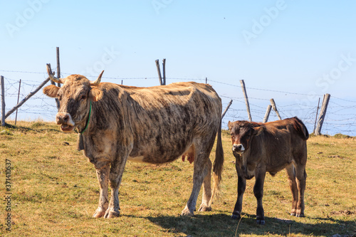 Striped cow with her calf on the mountain grazing. Wild life concept photo