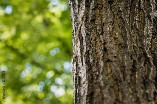 A nose-to-tail procession of processionary caterpillars on tree trunk