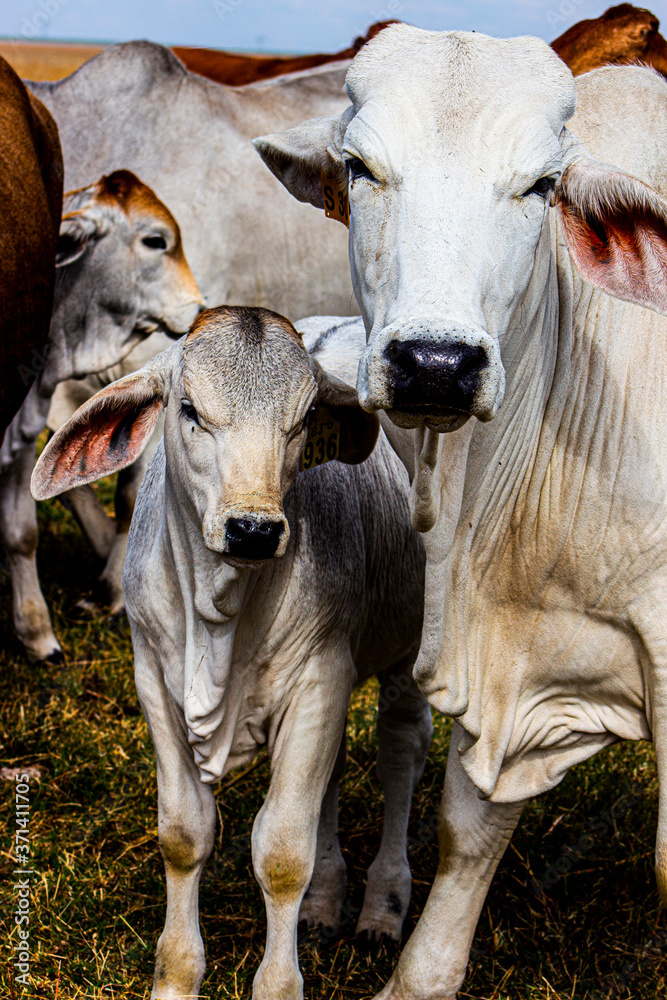 White Brahman cow and calf Stock Photo | Adobe Stock