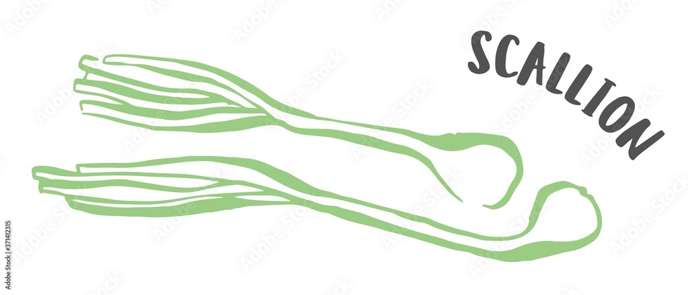 Green onion or scallion hand painted with ink brush isolated on white background Green onion or scallion hand painted with ink brush isolated on white background