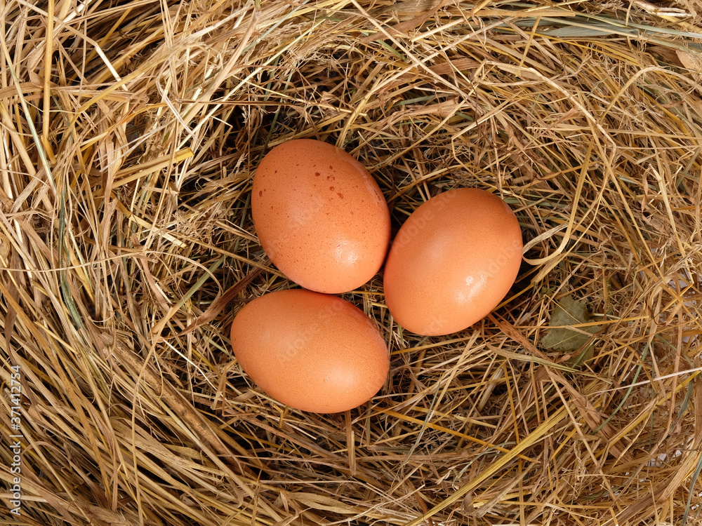 brown fresh eggs in straw top view, chicken eggs in the nest brown fresh eggs in straw top view, chicken eggs in the nest