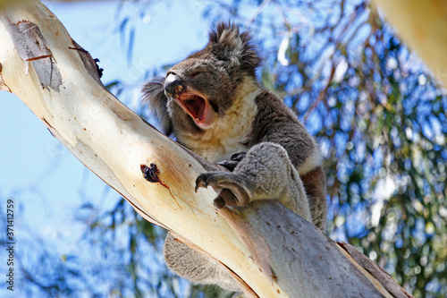 Photography Wild koala yawning in a Eucalyptus tree, taken Cleland Wildlife Park, Australia