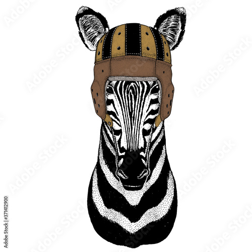 Zebra portrait. Rugby leather helmet. Head of wild animal.